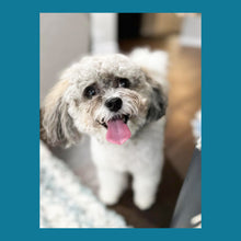 Load image into Gallery viewer, ICE N COLD Presents Premium Flushable and Biodegradable Dog Poop Bags by Proudly