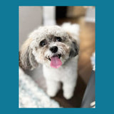 ICE N COLD Presents Premium Flushable and Biodegradable Dog Poop Bags by Proudly